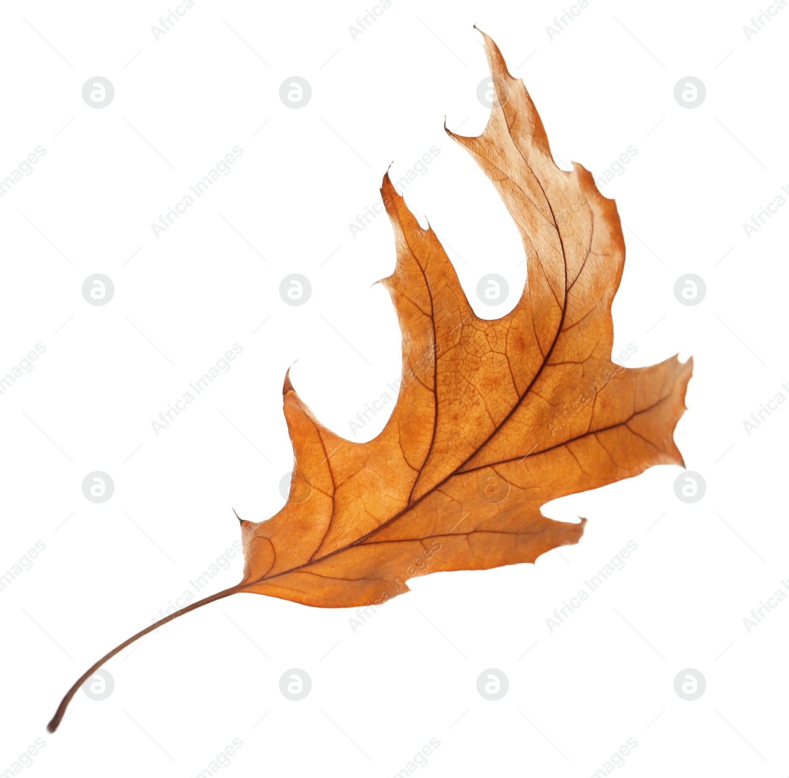 Photo of Beautiful autumn leaf on white background. Fall foliage