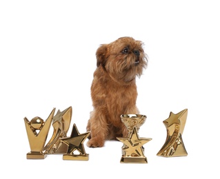 Photo of Cute Brussels Griffon dog with champion trophies on white background