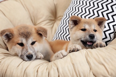 Adorable Akita Inu puppies in armchair at home