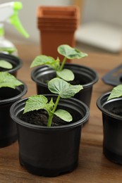 Seedlings growing in plastic containers with soil on wooden table, closeup