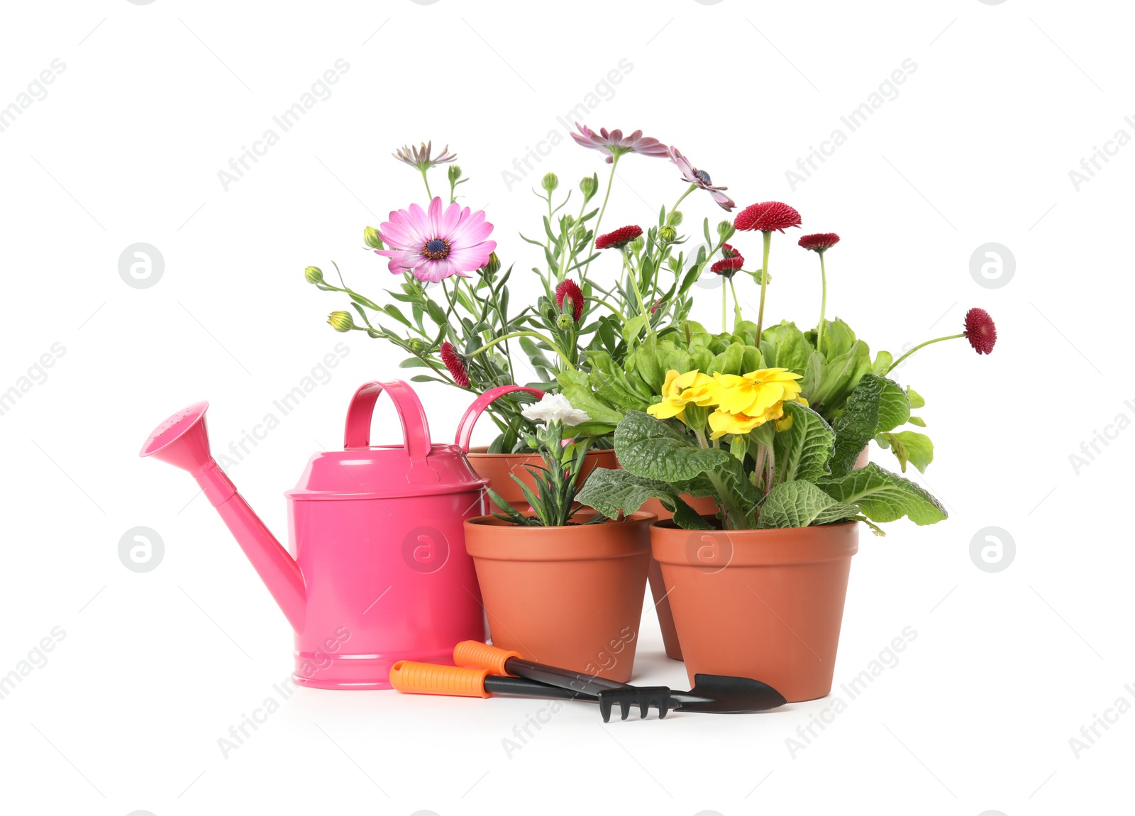 Photo of Potted blooming flowers and gardening equipment on white background