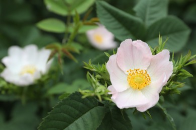 Photo of Briar rose bush with beautiful flowers outdoors, closeup. Space for text