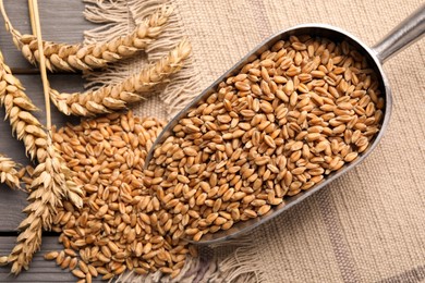 Photo of Wheat grains with spikelets on grey wooden table, flat lay