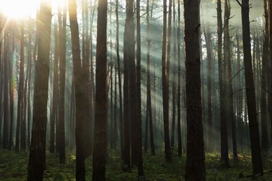 Majestic view of forest with sunbeams shining through trees in morning