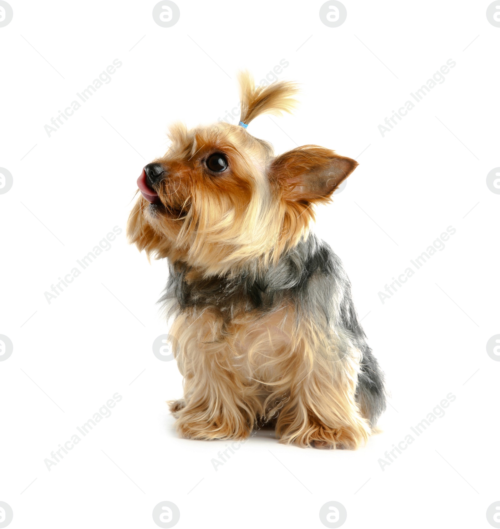 Photo of Yorkshire terrier isolated on white. Happy dog