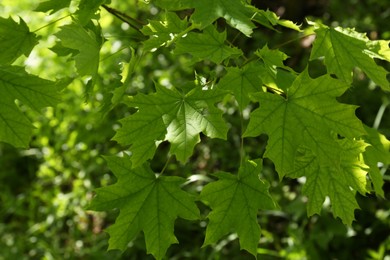 Photo of Beautiful maple tree with green leaves outdoors, closeup