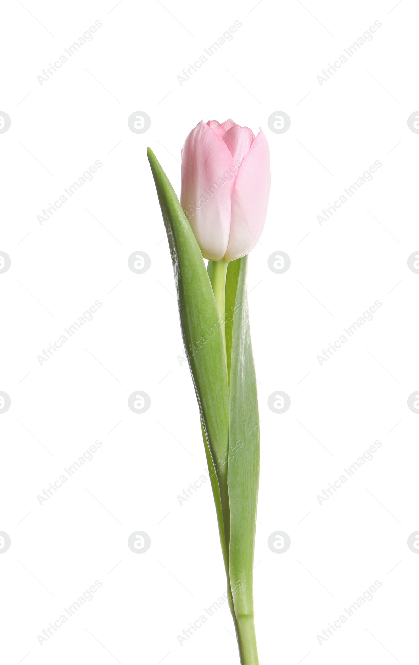 Photo of One beautiful delicate tulip isolated on white