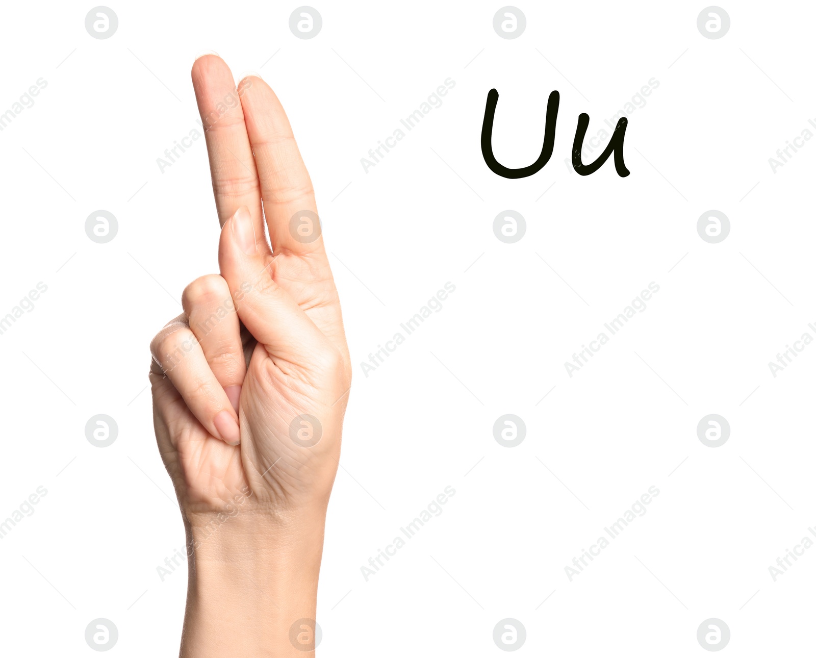 Image of Woman showing letter U on white background, closeup. Sign language