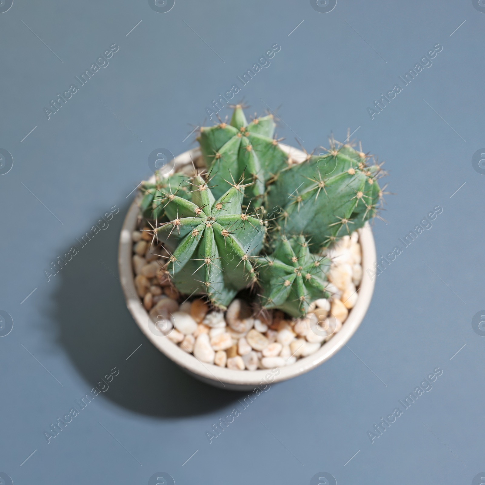 Photo of Beautiful cactus on grey background, top view