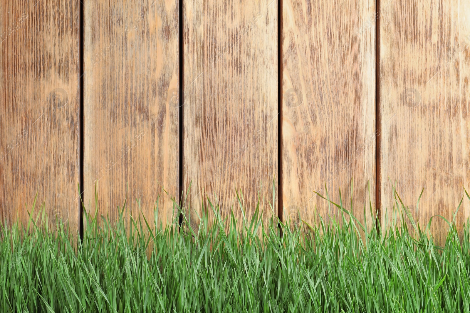 Photo of Fresh green grass near wooden fence. Space for text