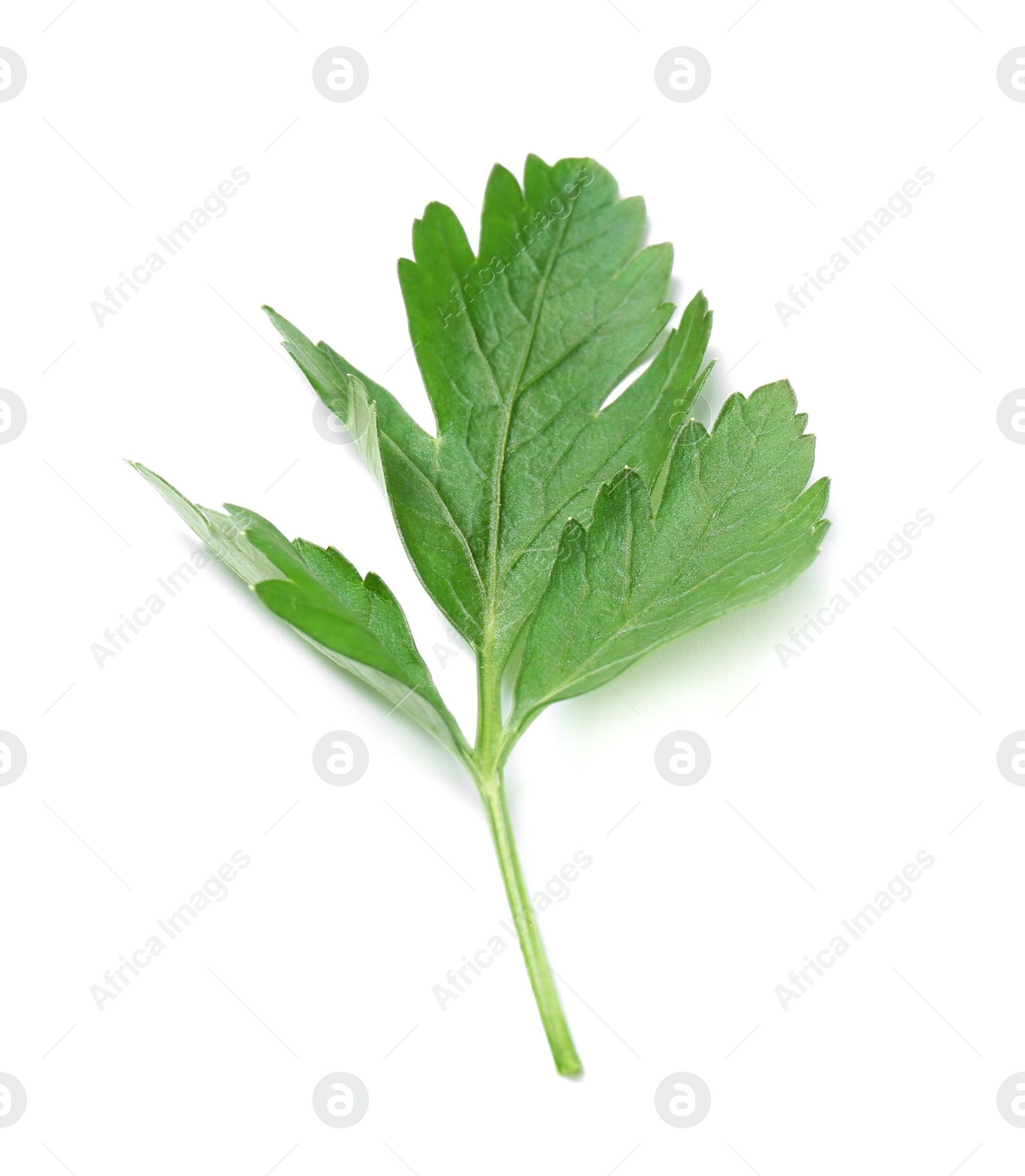 Photo of Fresh green organic parsley on white background