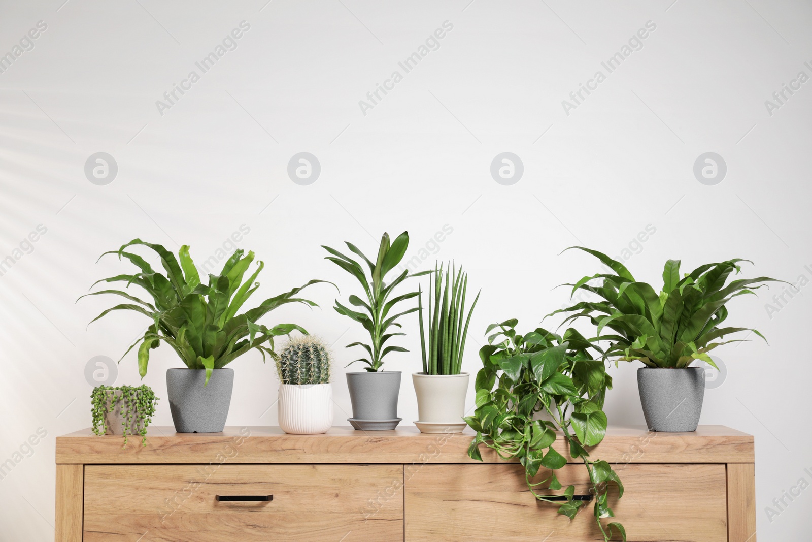 Photo of Green houseplants in pots on wooden chest of drawers near white wall