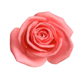 Photo of Beautiful blooming pink rose on white background, top view