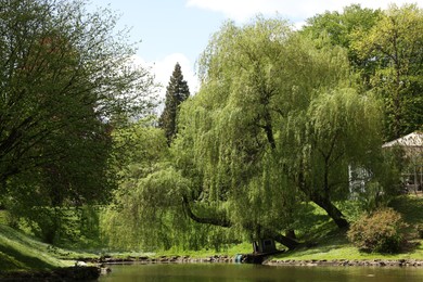 Beautiful willow tree with green leaves growing near lake on sunny day