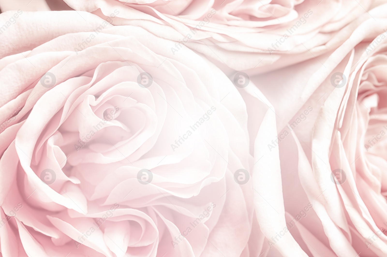 Image of Beautiful delicate bouquet, closeup. Floral decor in vintage style 