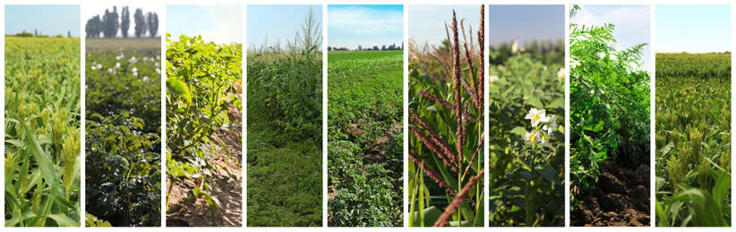 Image of Collage with photos of fields on sunny day, banner design. Agriculture