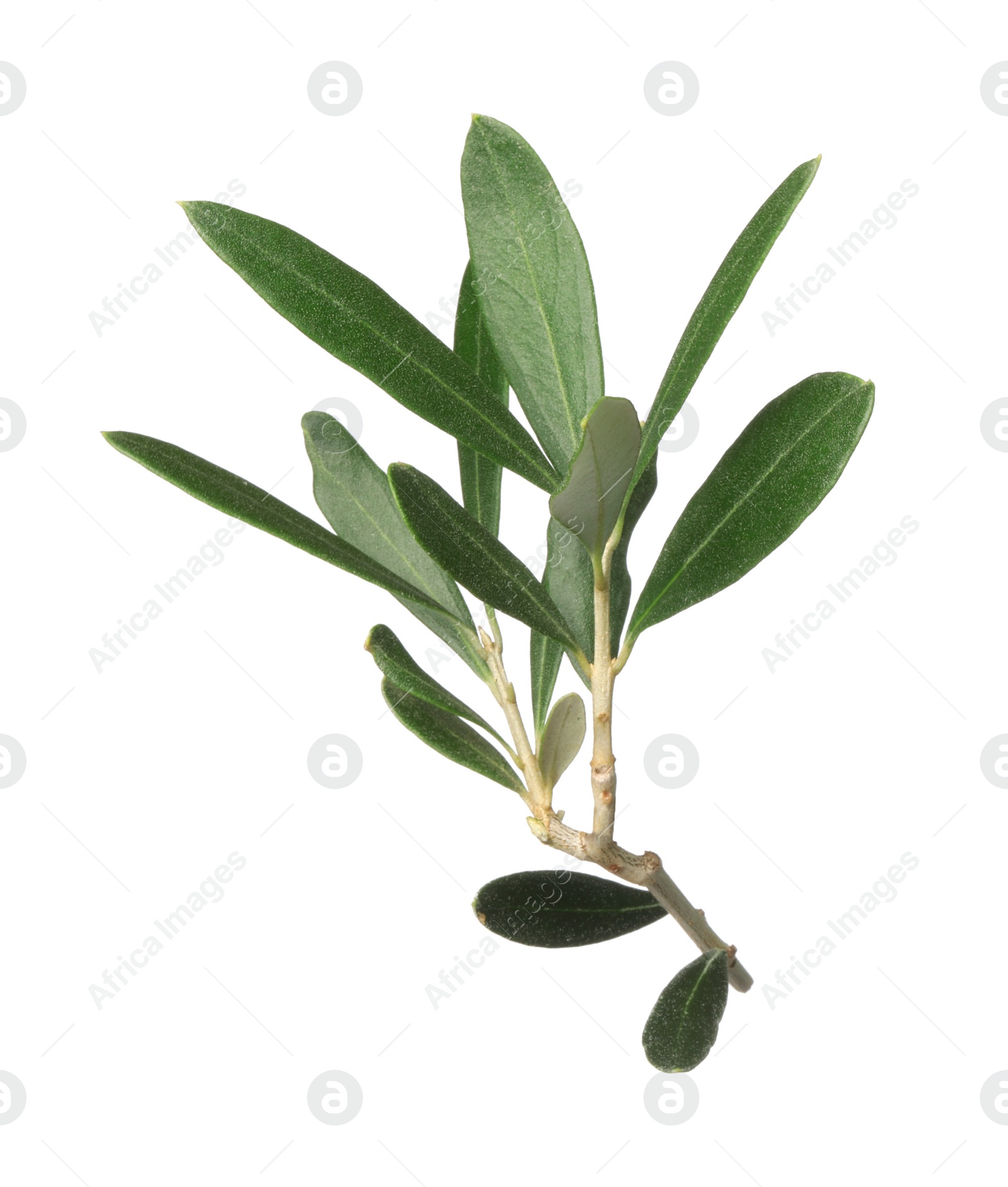 Photo of Olive tree branch with green leaves on white background