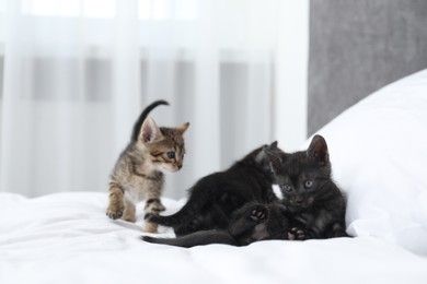 Photo of Cute fluffy kittens on bed indoors. Baby animals