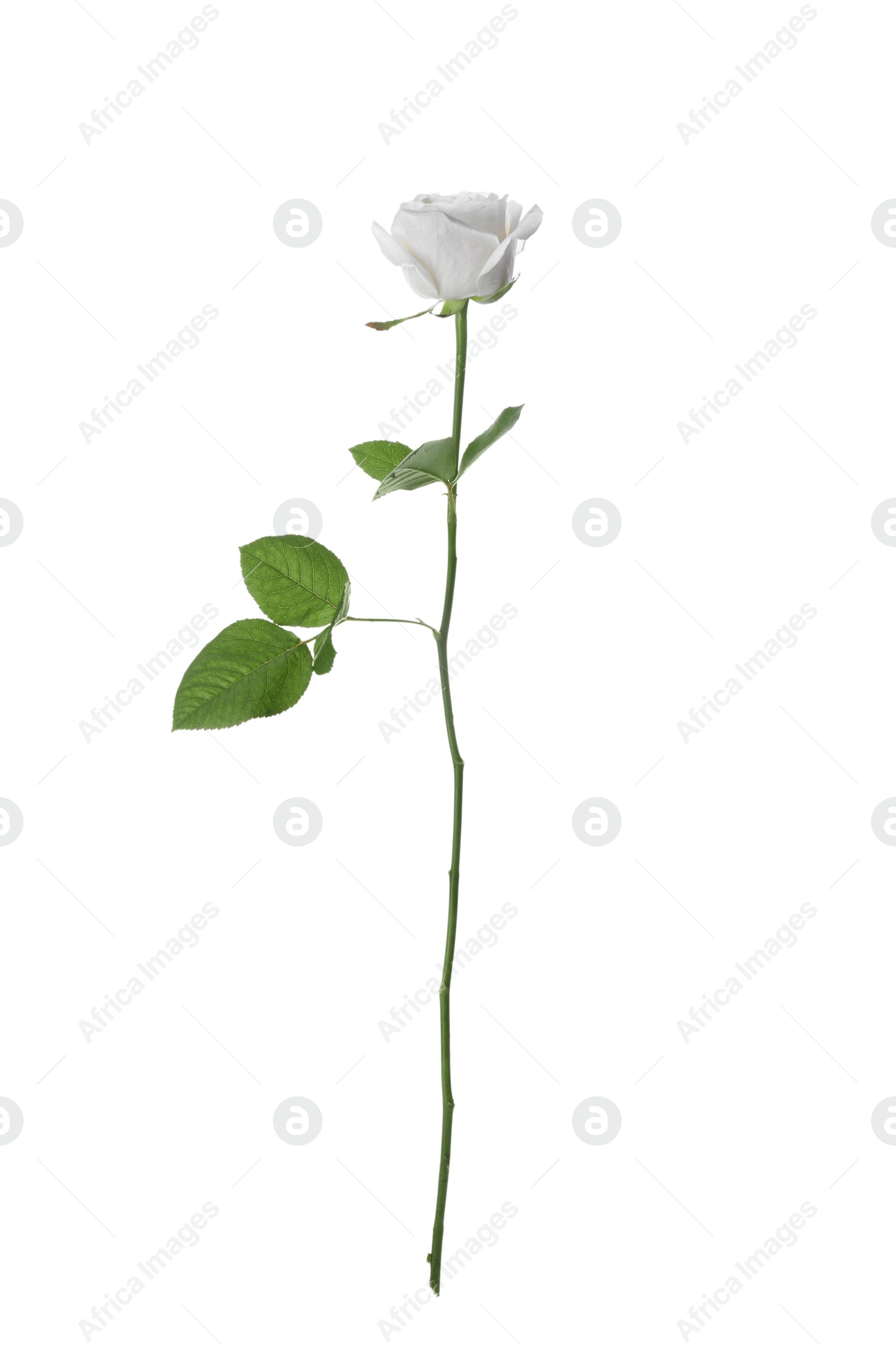 Photo of Blooming rose isolated on white. Beautiful flower