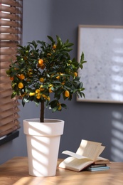 Potted kumquat tree on table near window indoors. Interior design