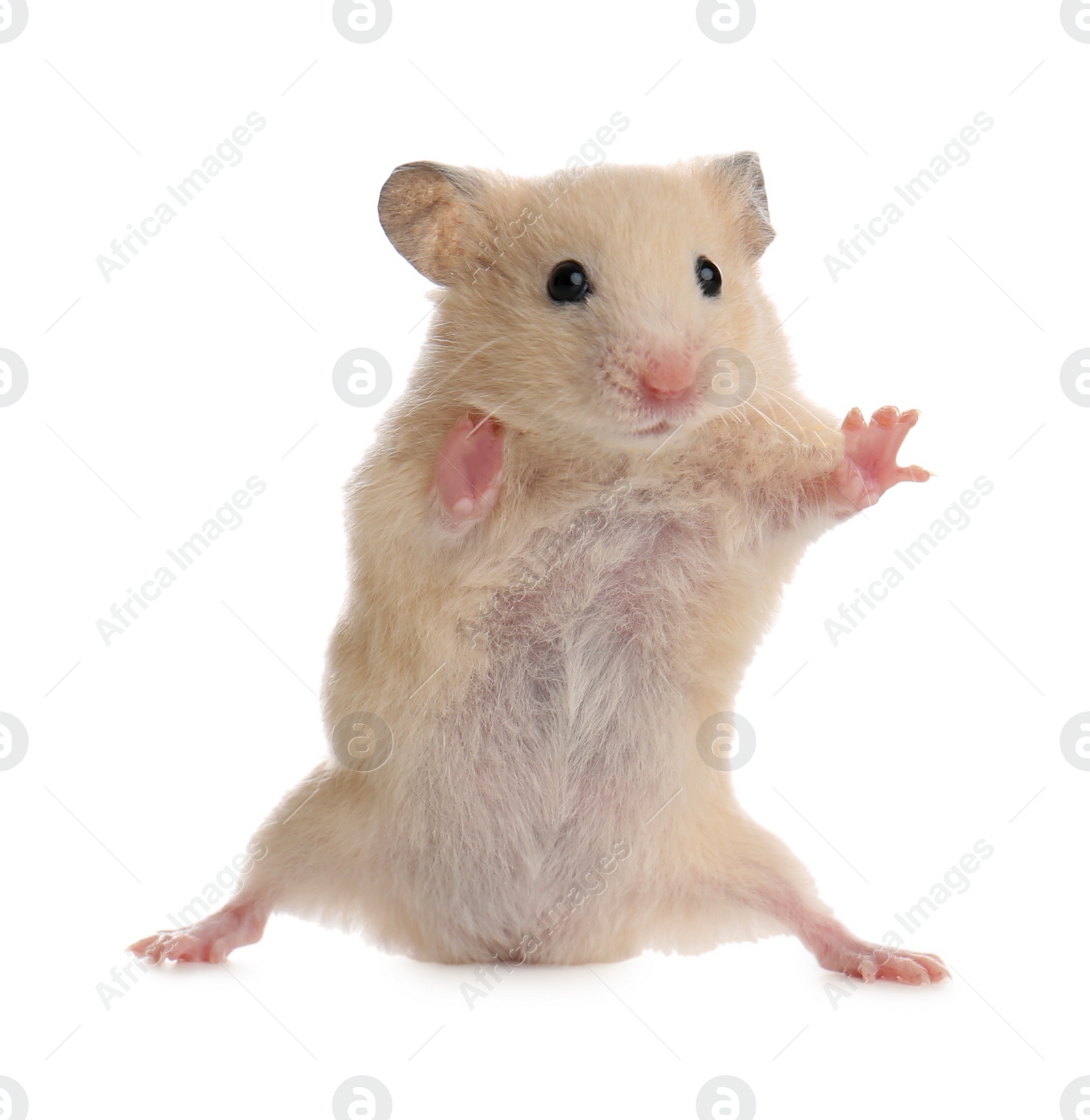 Photo of Cute little fluffy hamster on white background