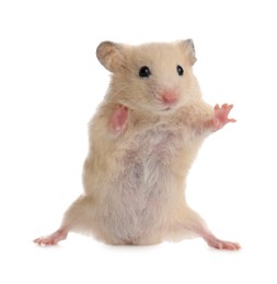 Photo of Cute little fluffy hamster on white background