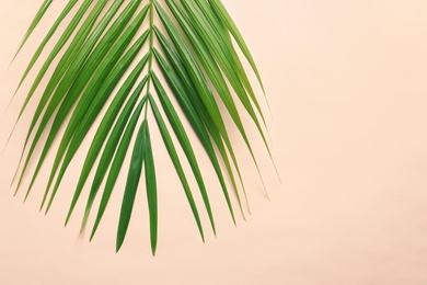 Photo of Beautiful tropical Sago palm leaf on color background, top view