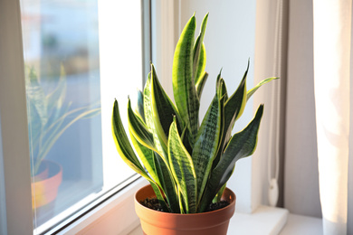 Photo of Potted Sansevieria plant near window at home