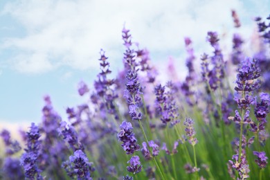 Beautiful blooming lavender growing in field, closeup. Space for text