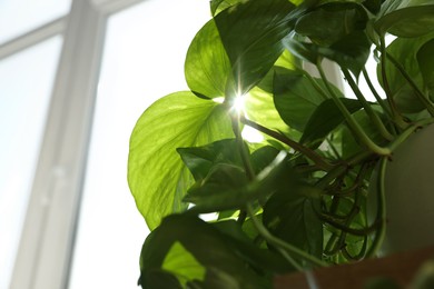 Photo of Beautiful green houseplant near window on sunny day, closeup