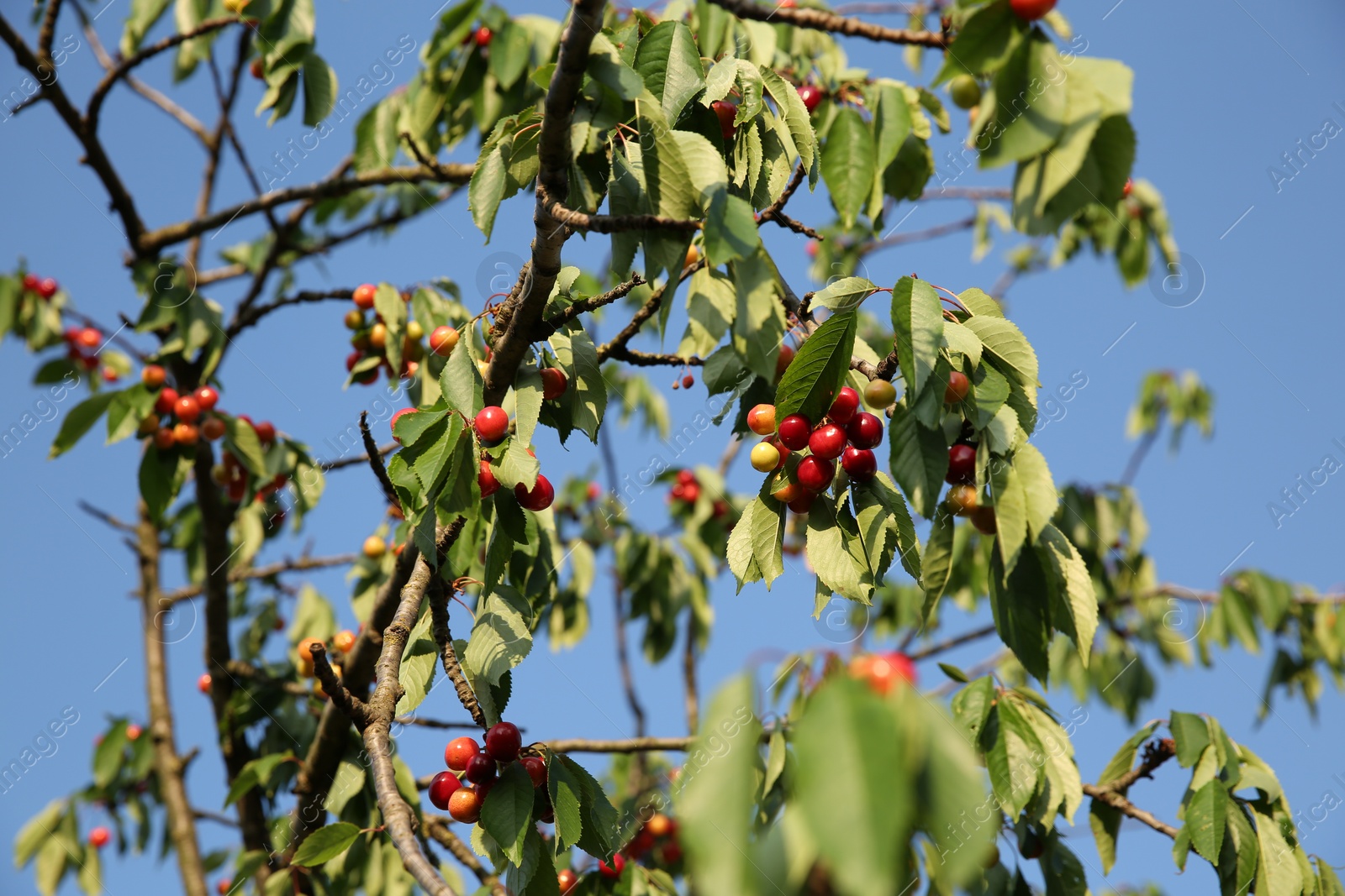 Photo of Cherry tree with green leaves and unripe berries growing outdoors