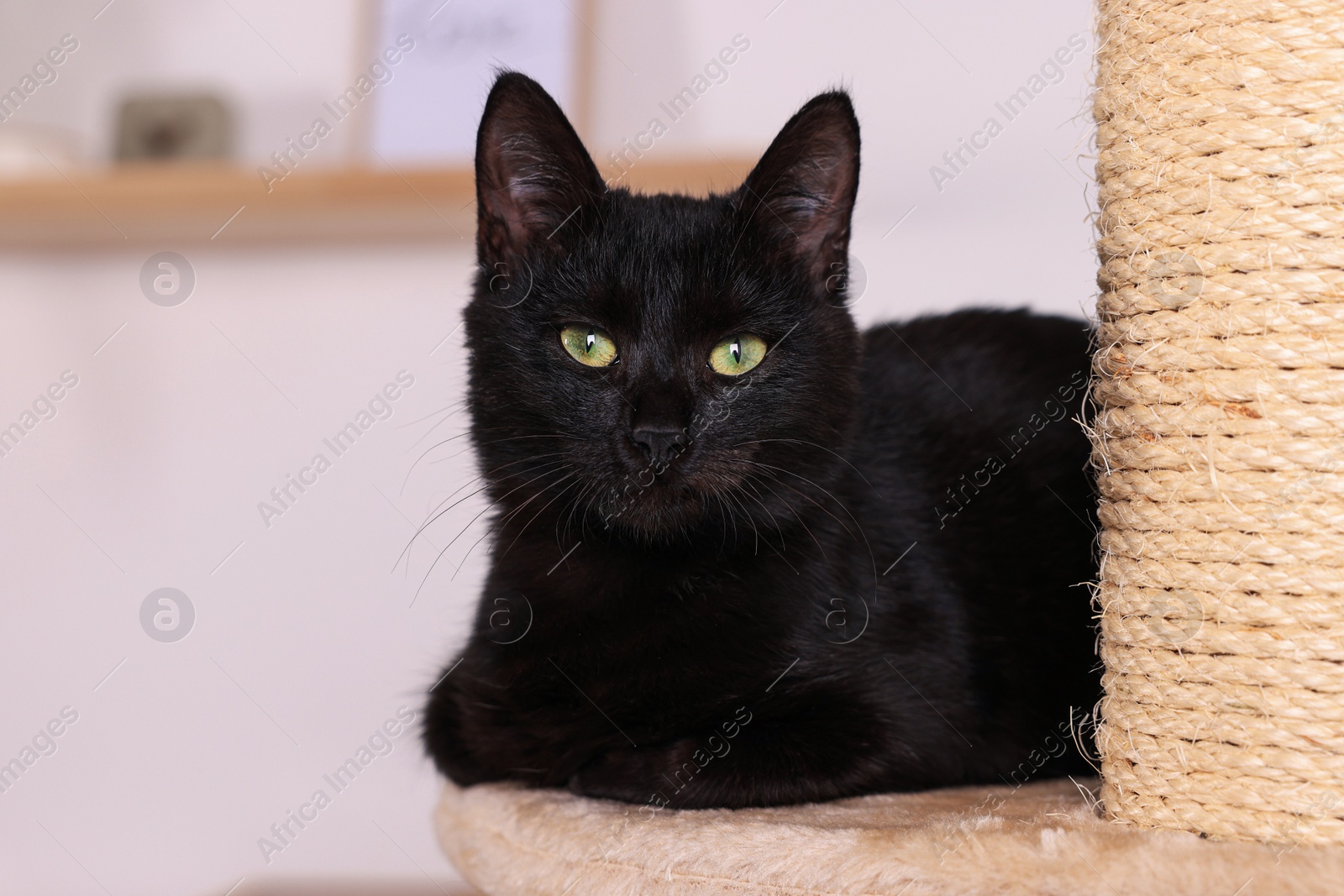 Photo of Adorable black cat with beautiful eyes on perch of activity tree at home