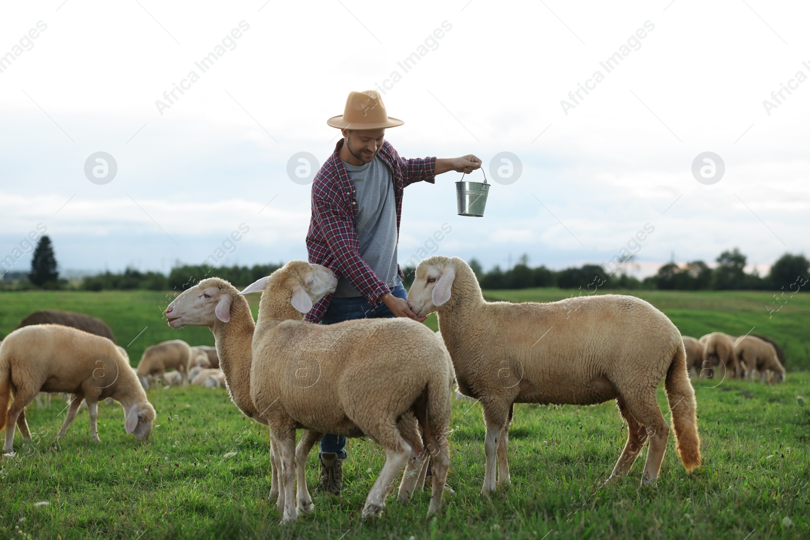 Photo of Smiling man with bucket feeding sheep on pasture at farm