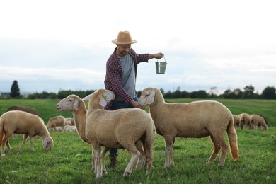 Photo of Smiling man with bucket feeding sheep on pasture at farm