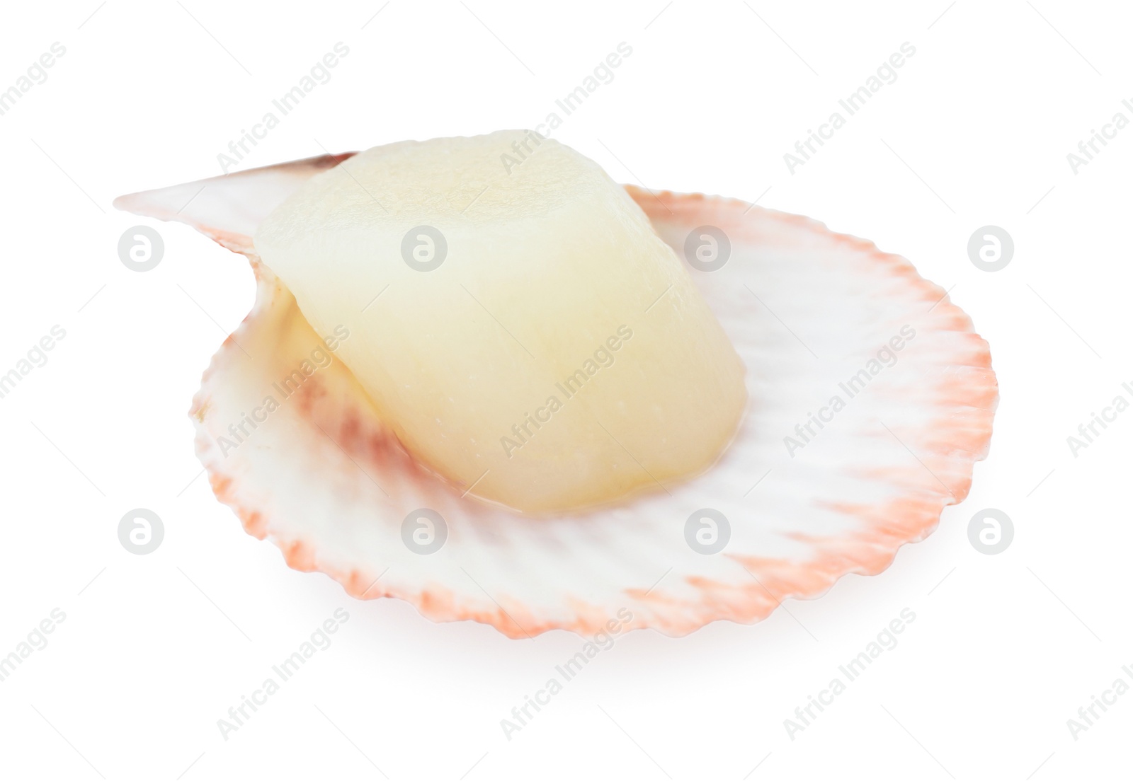 Photo of Fresh raw scallop in shell isolated on white