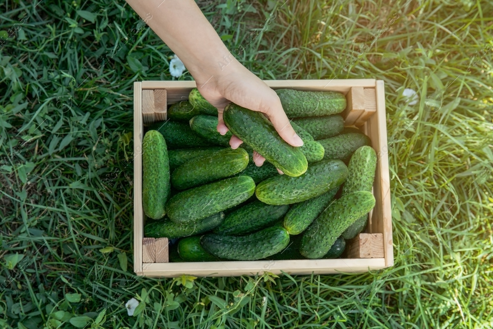 Photo of Woman holding fresh green cucumber over wooden crate with vegetable, top view