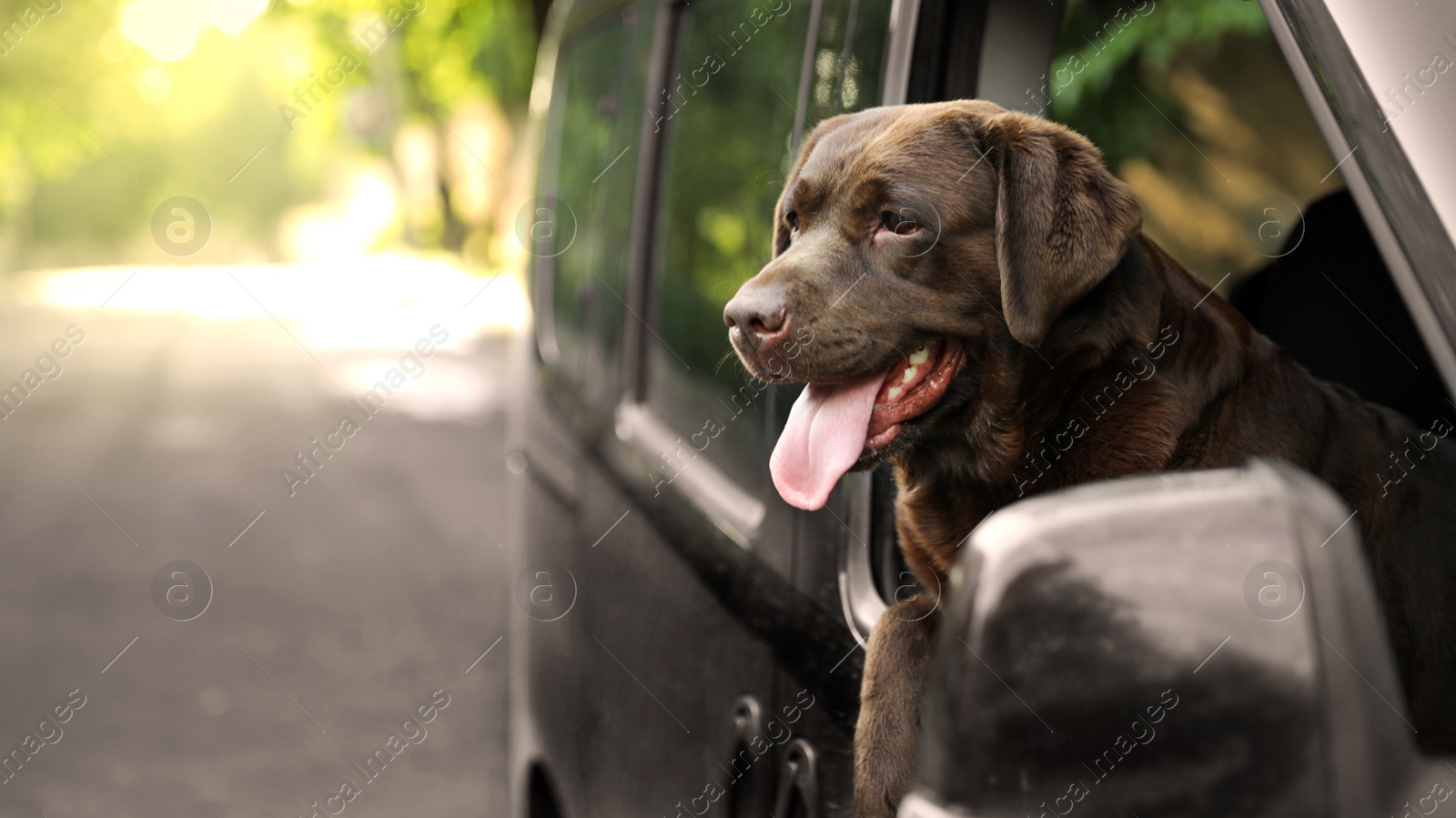 Photo of Funny Chocolate Labrador Retriever dog leaning out of car window