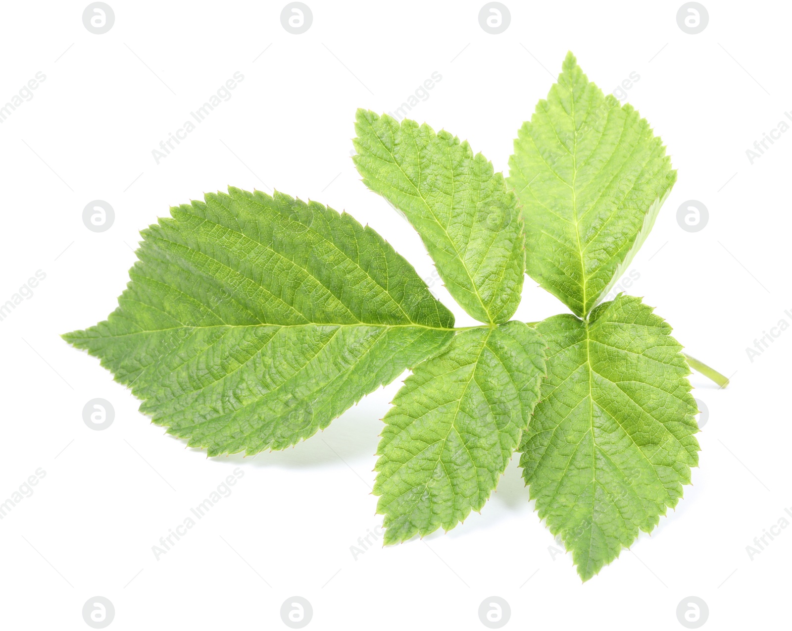 Photo of Stem with green raspberry leaves isolated on white