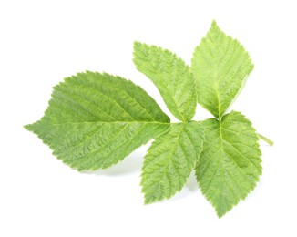 Stem with green raspberry leaves isolated on white