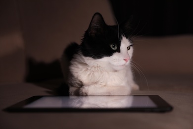 Photo of Cute cat near tablet on couch at home