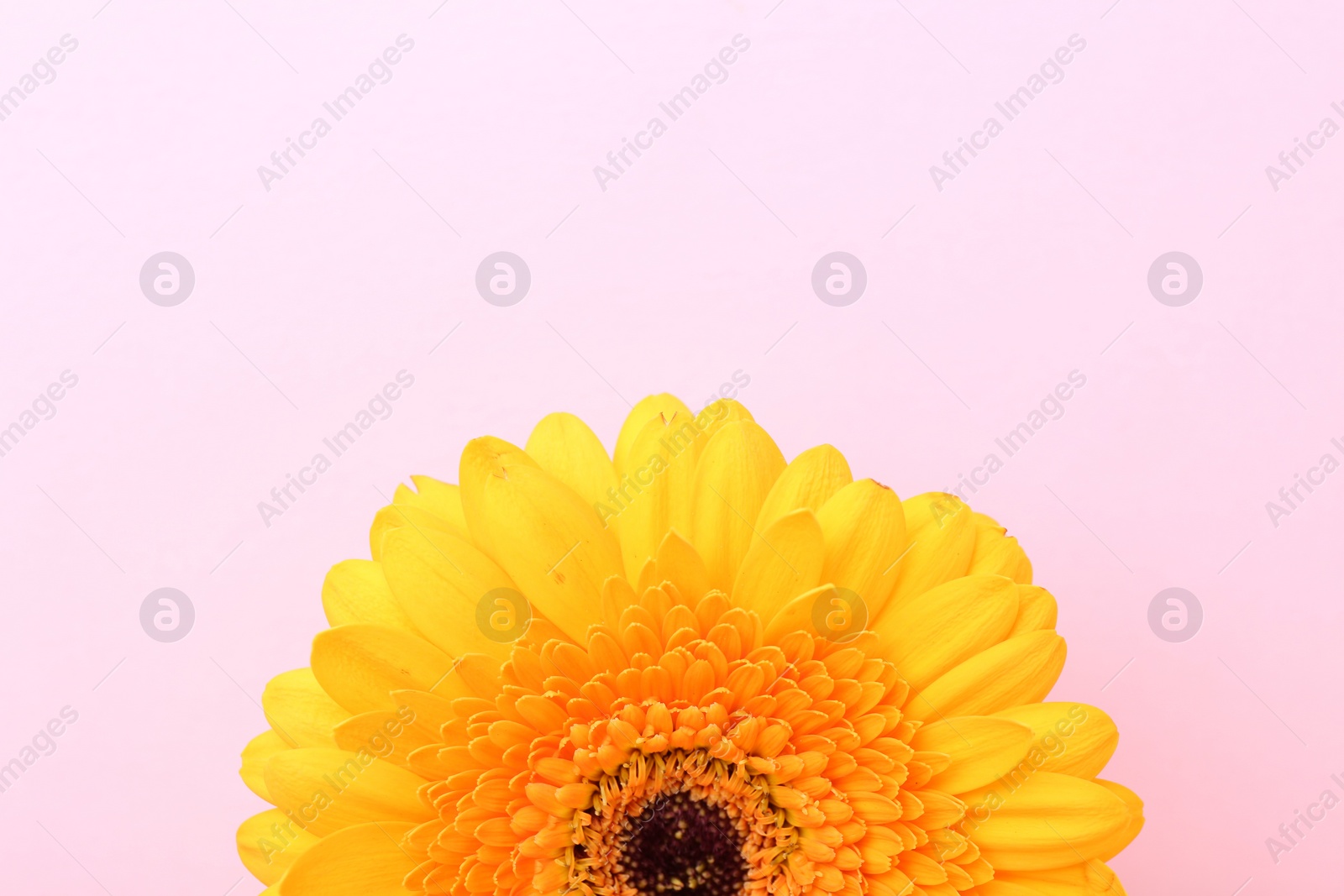 Photo of Beautiful yellow gerbera flower on pink background, top view. Space for text