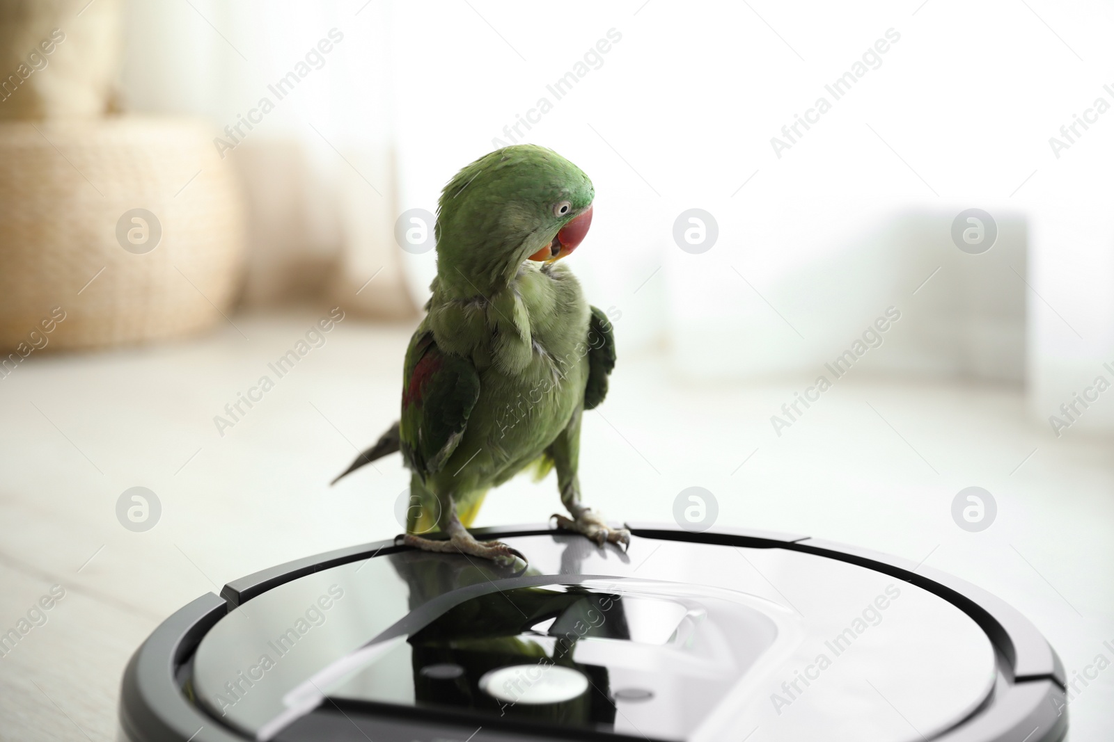 Photo of Modern robotic vacuum cleaner and Alexandrine parakeet on floor indoors