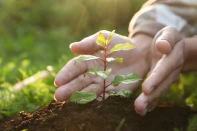 Woman protecting seedling in garden, closeup. Planting tree