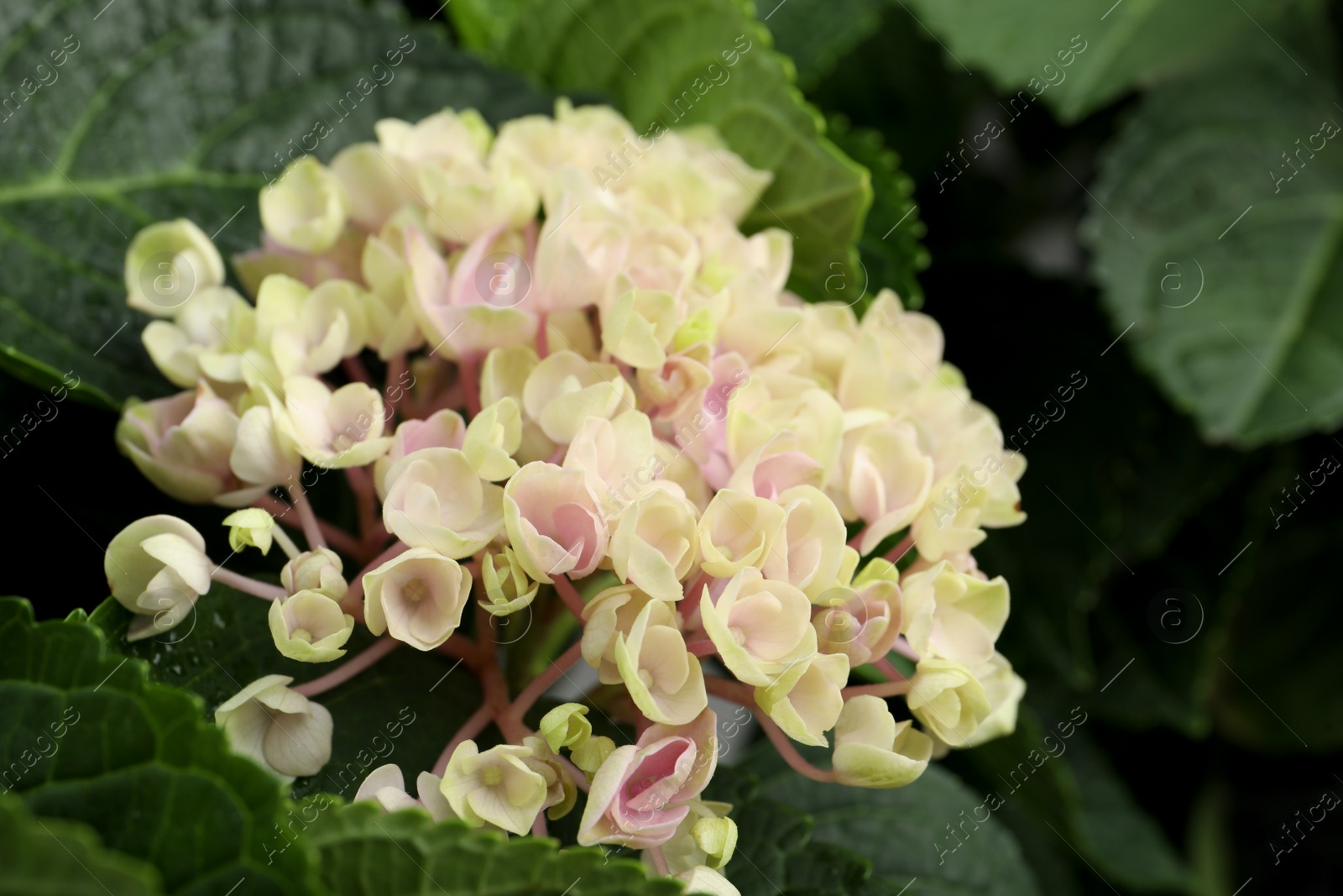 Photo of Beautiful hortensia plant with light flowers, closeup