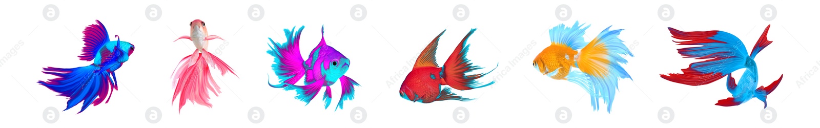 Image of Beautiful colorful betta fish on white background, collage. Banner design