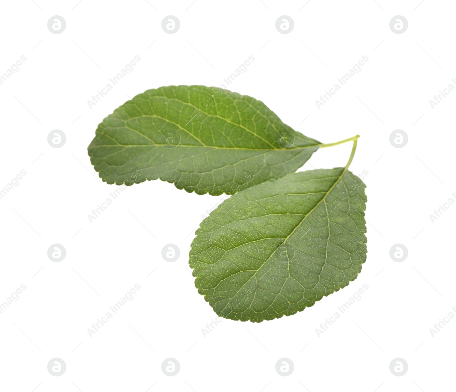 Photo of Fresh green plum leaves isolated on white