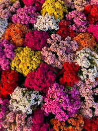 Photo of Different colorful tropical flowers as background, top view