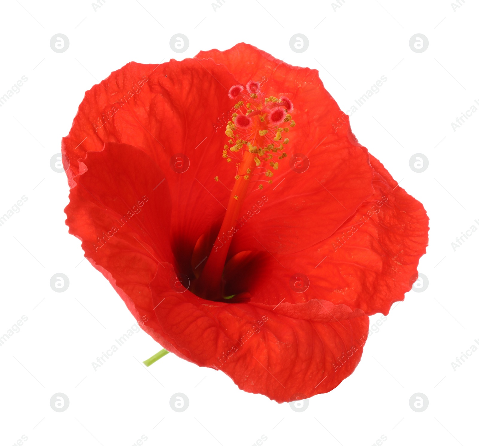 Photo of Beautiful red hibiscus flower isolated on white