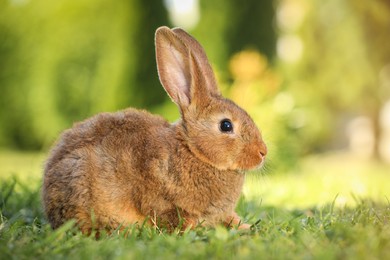 Photo of Cute fluffy rabbit on green grass outdoors