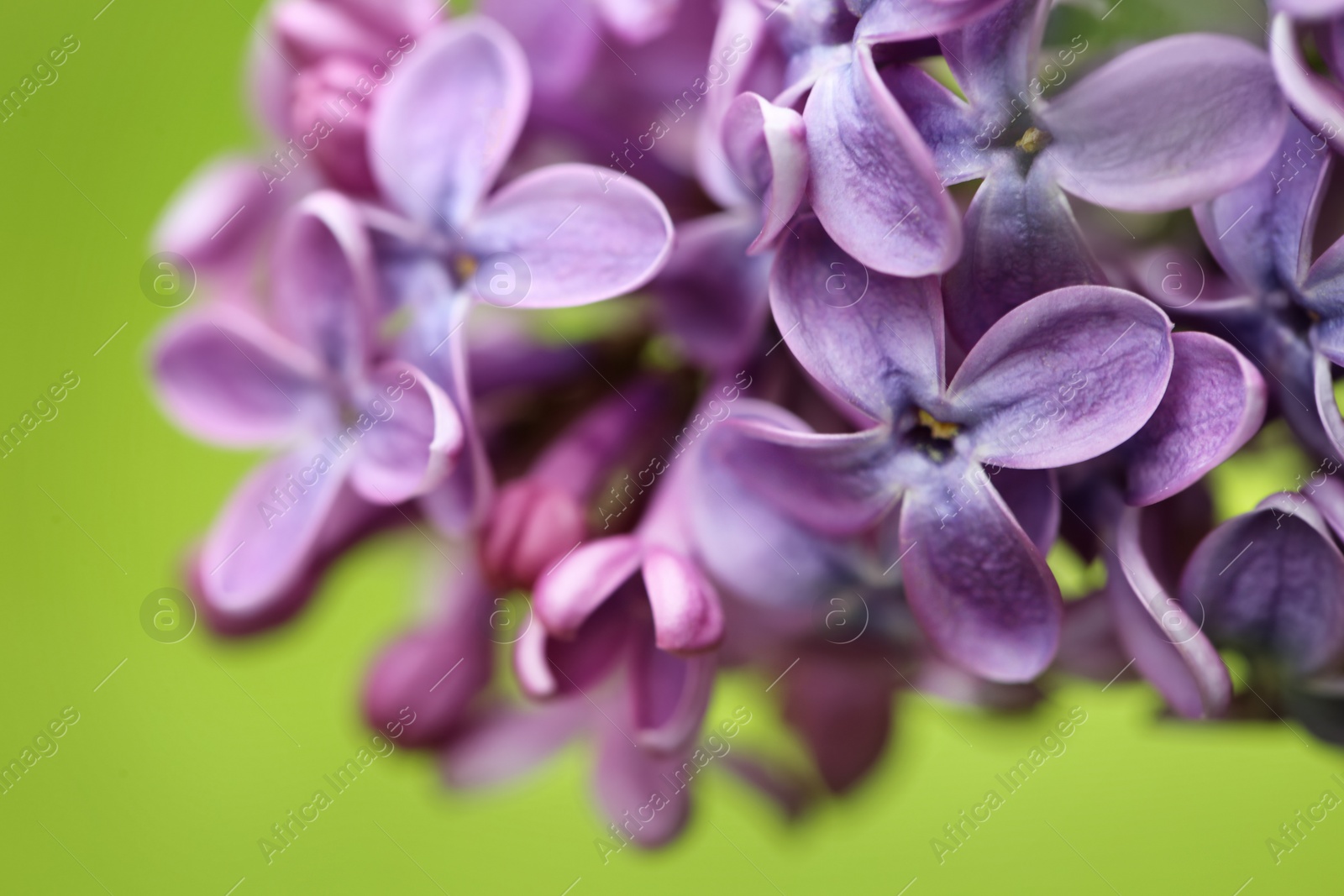 Photo of Beautiful blossoming lilac flowers on color background, closeup. Space for text